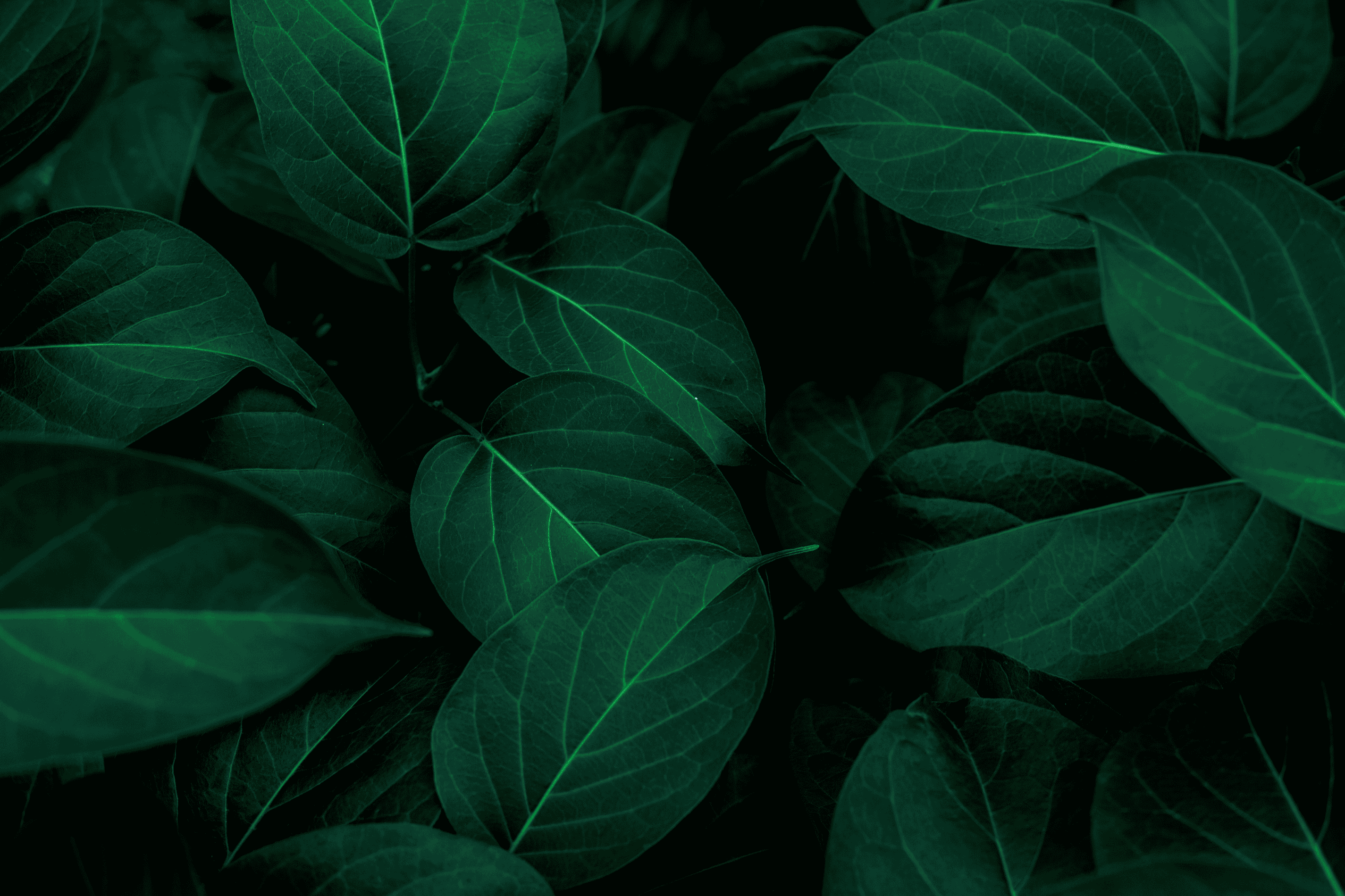 Leading an organic fertilizer company into the retail market